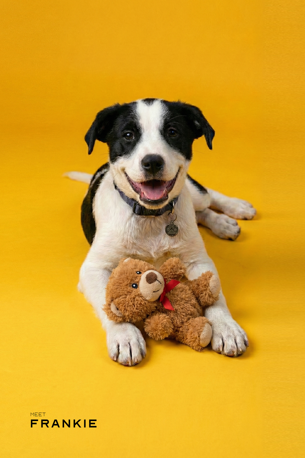 Professional Studio Pet Portrait | High Resolution Digital File