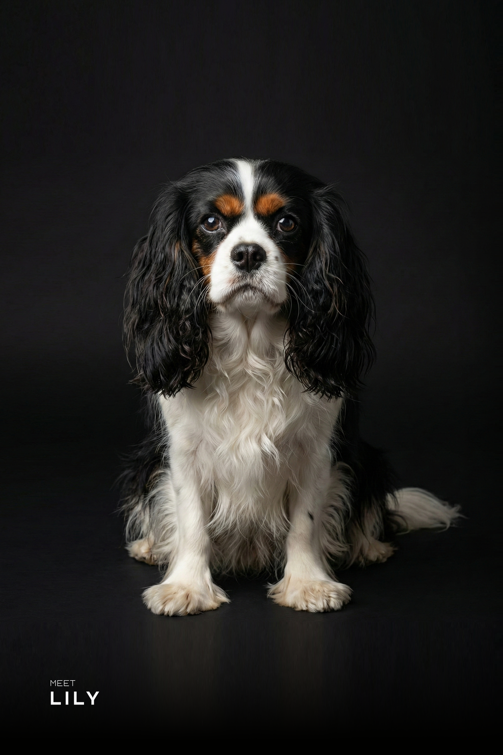 Professional Studio Pet Portrait | High Resolution Digital File