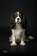 Professional Studio Pet Portrait | High Resolution Digital File