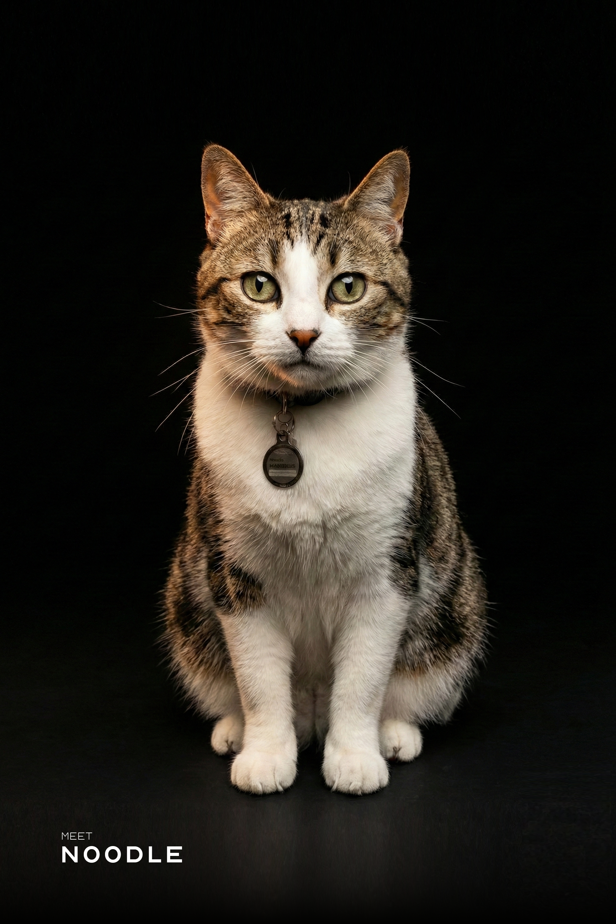 Professional Studio Pet Portrait | High Resolution Digital File