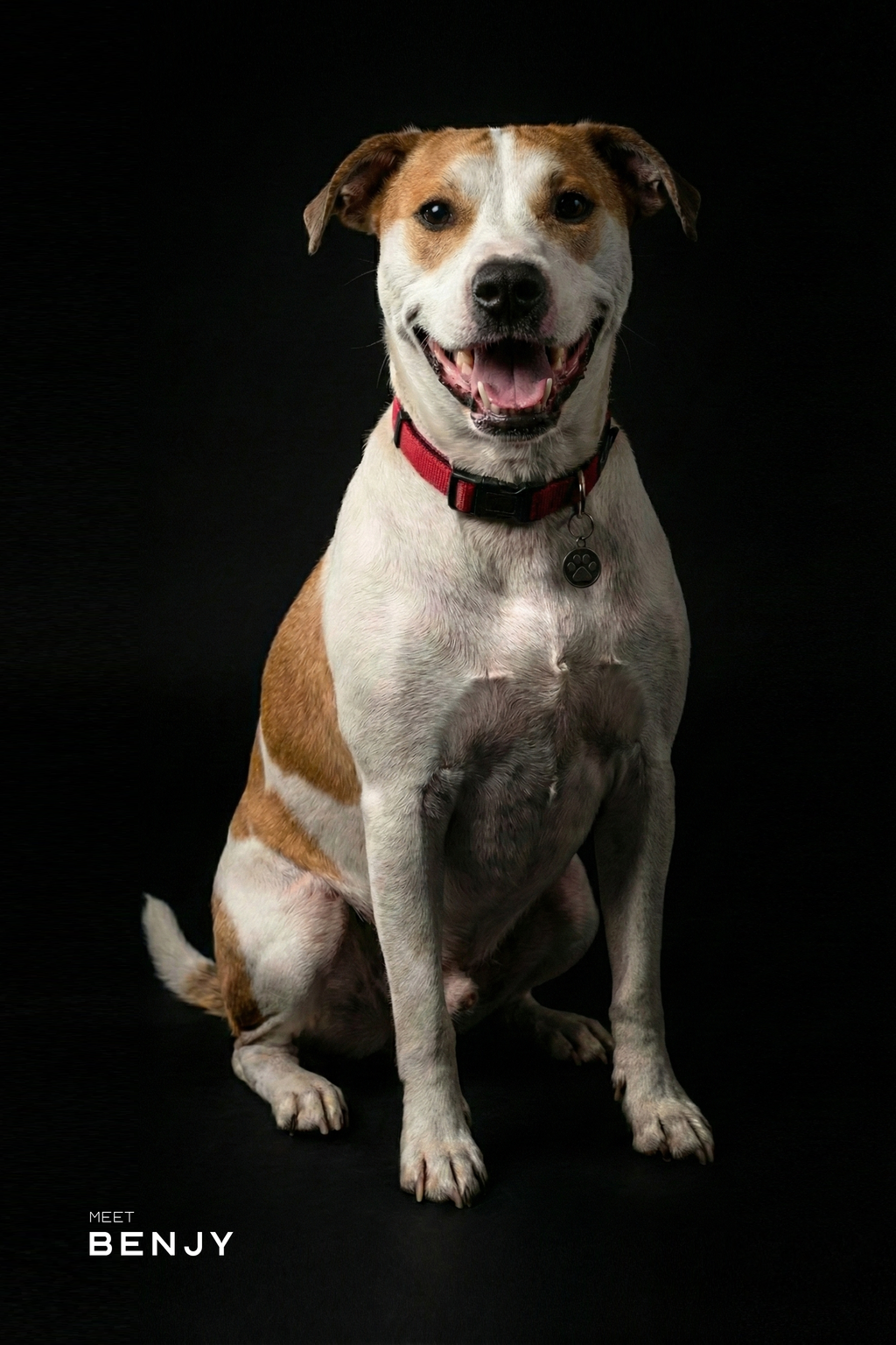 Professional Studio Pet Portrait | High Resolution Digital File