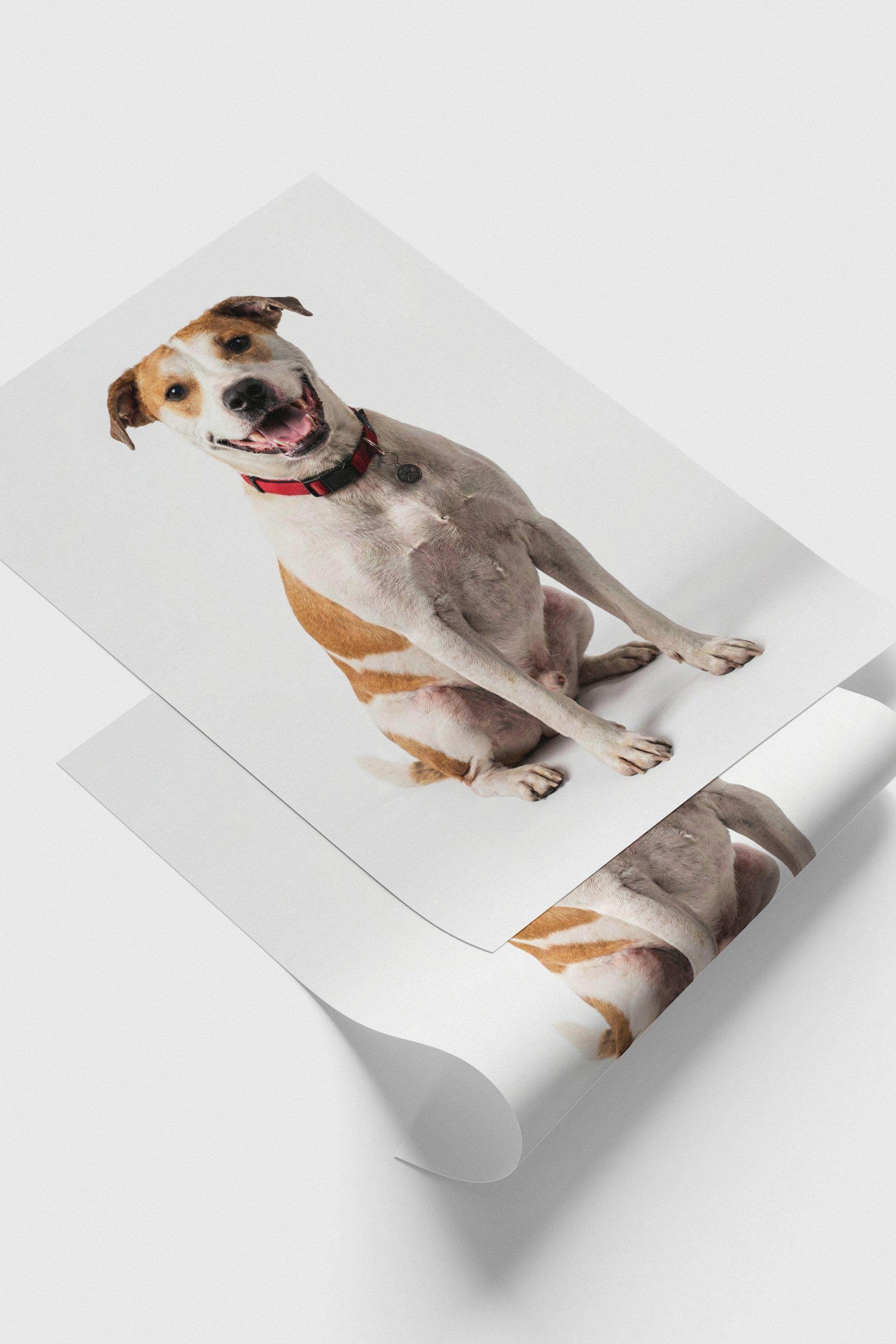 A4 Pet Portrait Premium Print