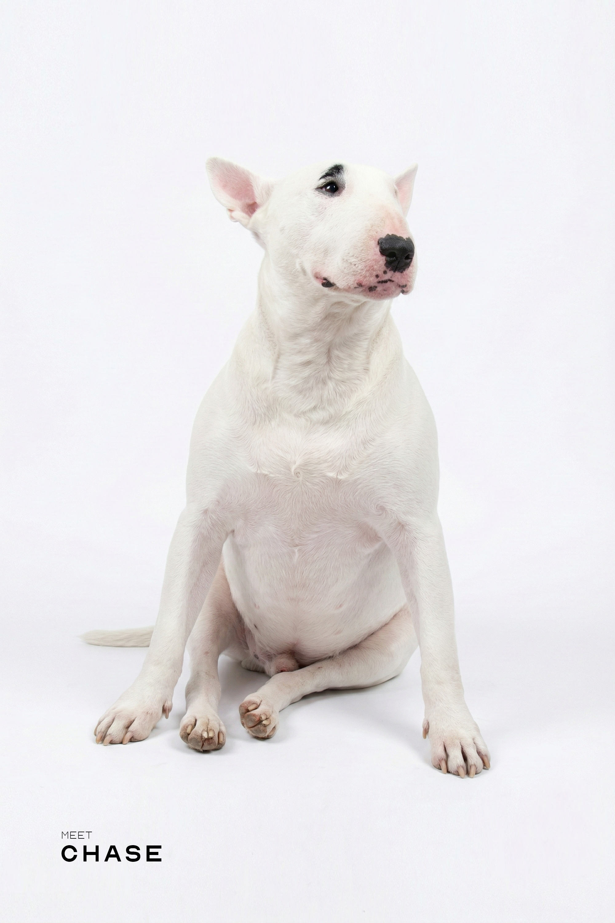 Professional Studio Pet Portrait | High Resolution Digital File