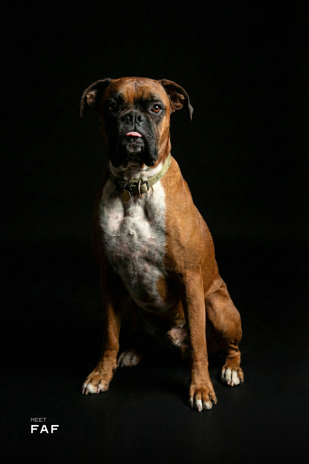 Professional Studio Pet Portrait | High Resolution Digital File