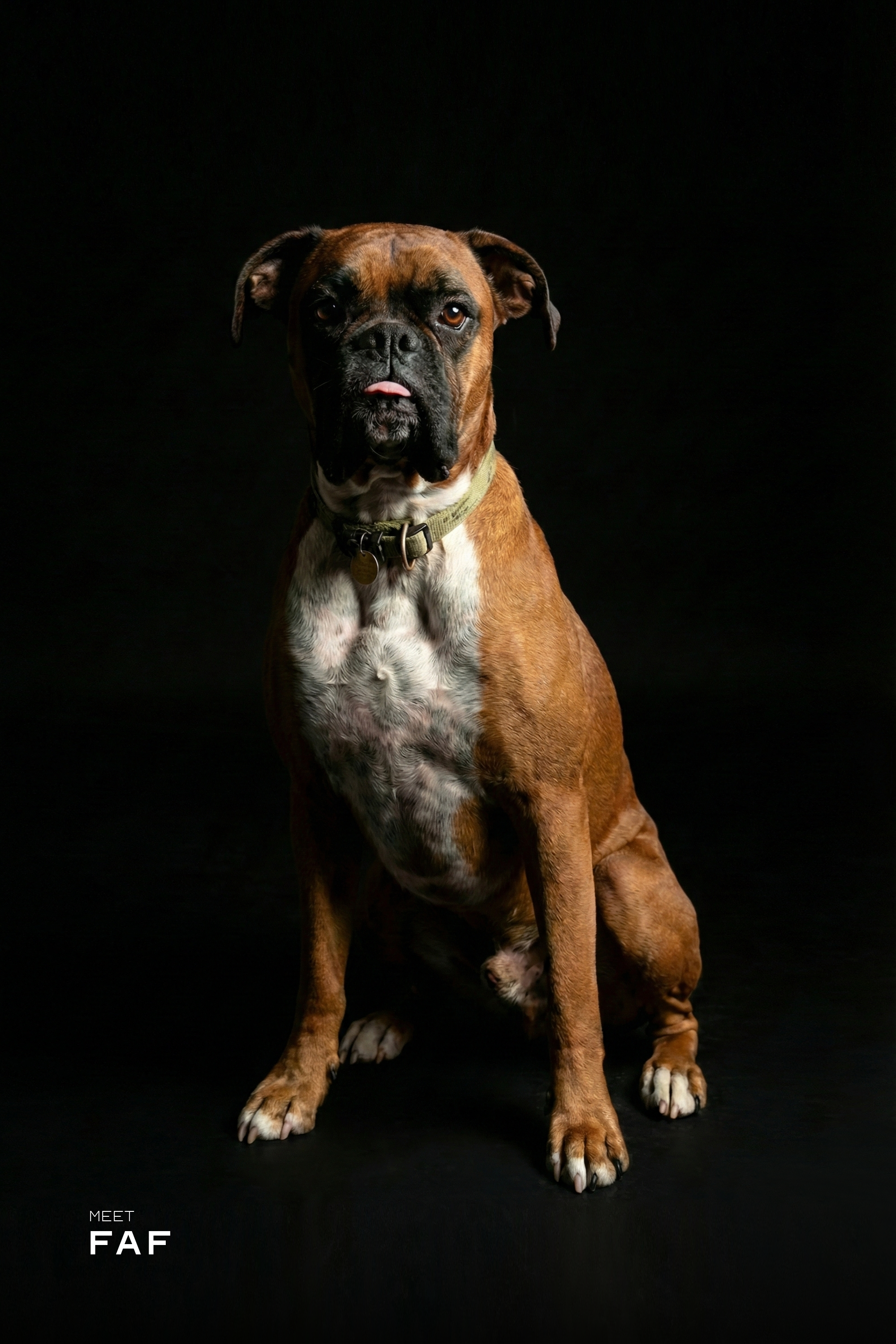 Professional Studio Pet Portrait | High Resolution Digital File
