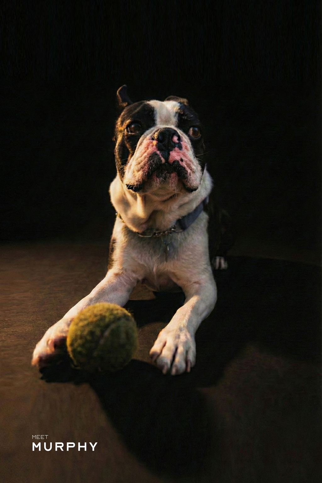 Professional Studio Pet Portrait | High Resolution Digital File